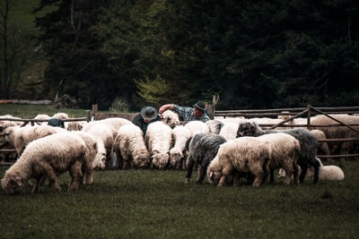 白天，一群羊在绿色的草地上